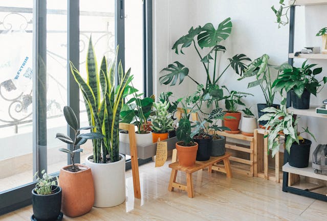 Voordelen Van Planten In Huis