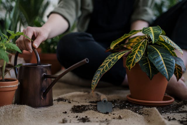 De Makkelijkste Kamerplanten Voor Beginners - Blog